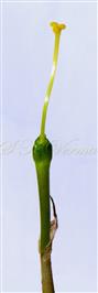  Pistil